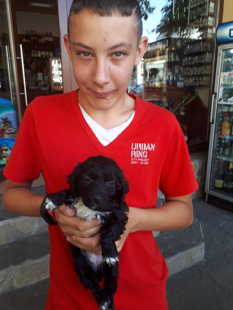 ���� 11478051 ������� Topi, 26 ���, ���� ���������� � ����