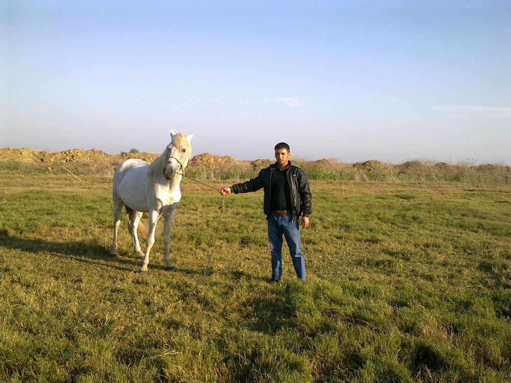  4439581  Teymur, 44 ,    
