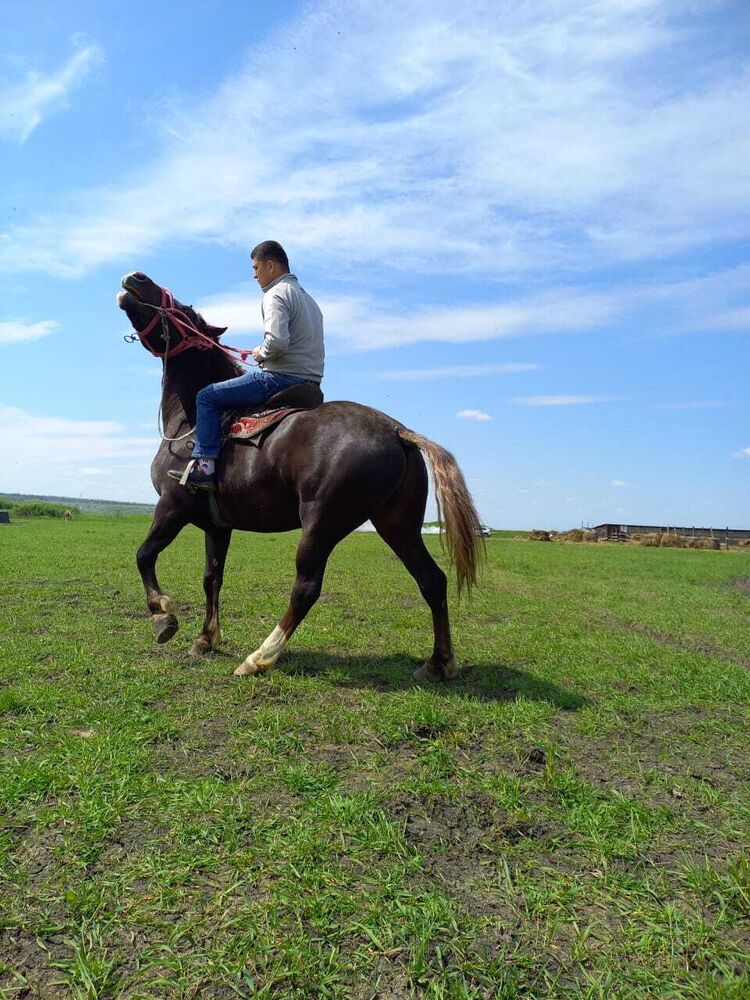 ���������� ������-��-����, ���� ������� �����, 34 ����, ������������ ��� ������, ����� � ���������