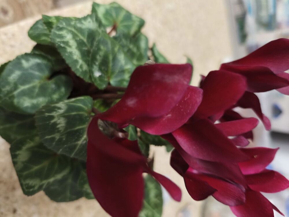 ,   , 34 ,   c 