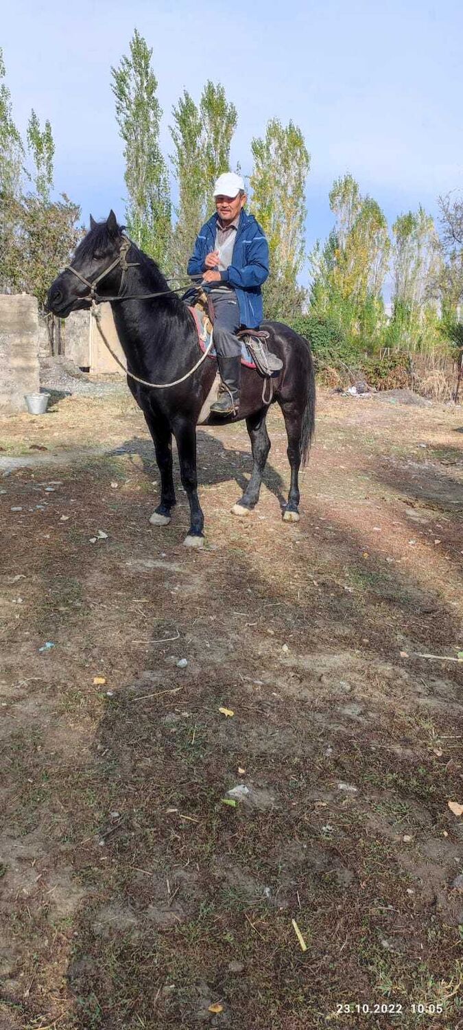  32803721  , 55 ,    