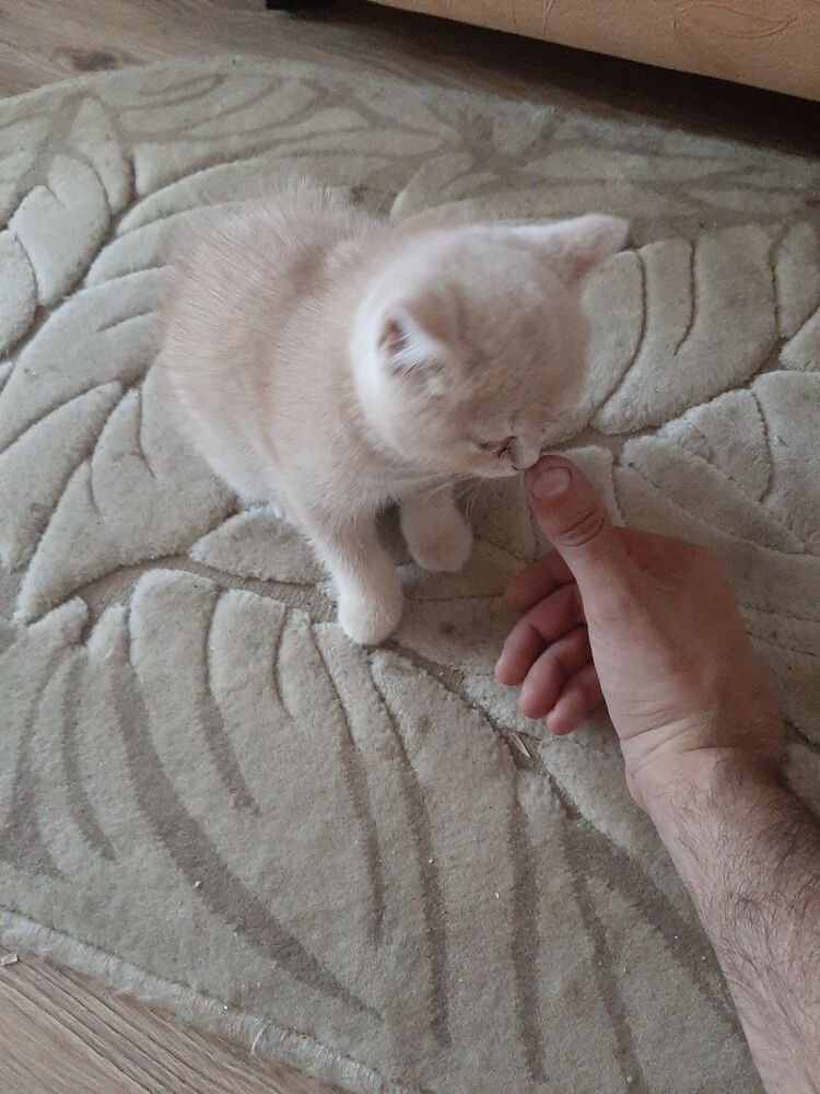 ���������� ����������, ���� ������� ������, 38 ���, ������������ ��� ������, ����� � ���������, c�������� ���������