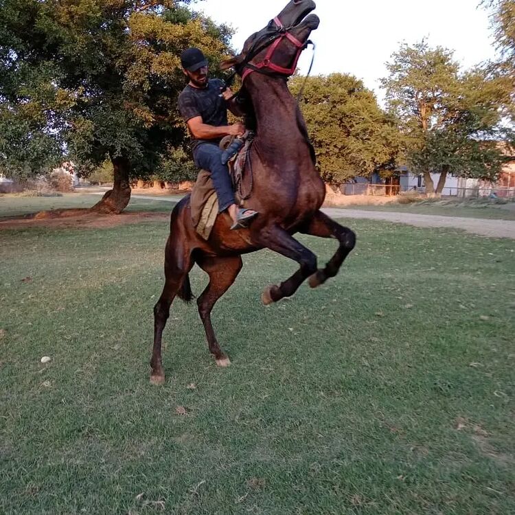 ���������� ��������, ���� ������� �����, 40 ���, ������������ ��� ������, ����� � ���������