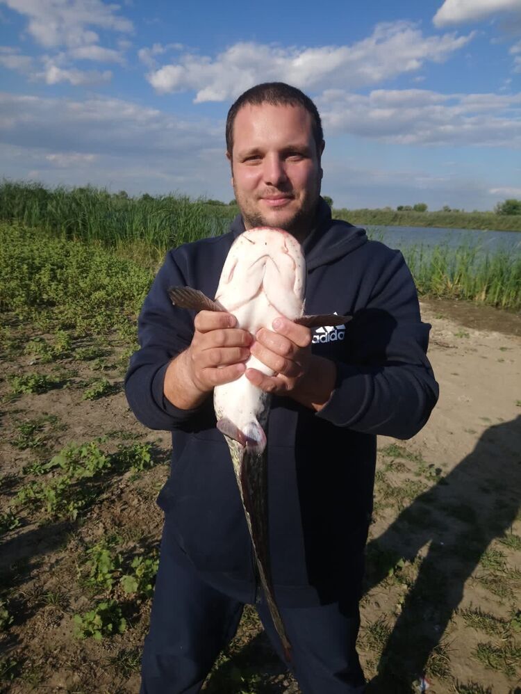 ���������� ���������, ���� ������� ������, 37 ���, ������������ ��� ������, ����� � ���������