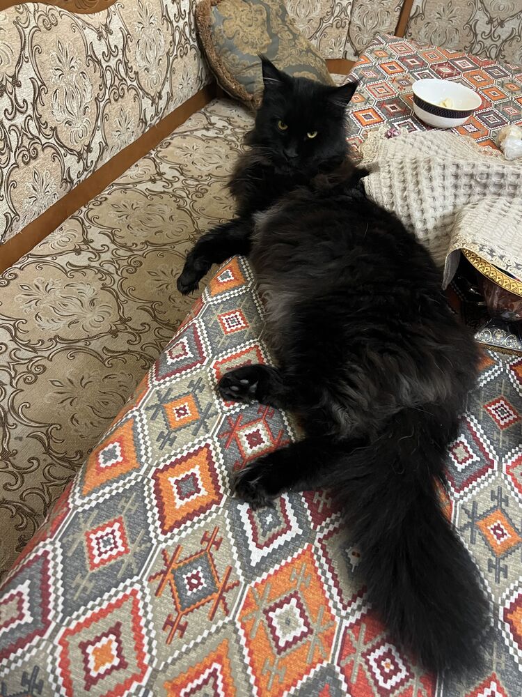 ���� 31218921 ������� �����, 38 ���, ���� ���������� � ��������