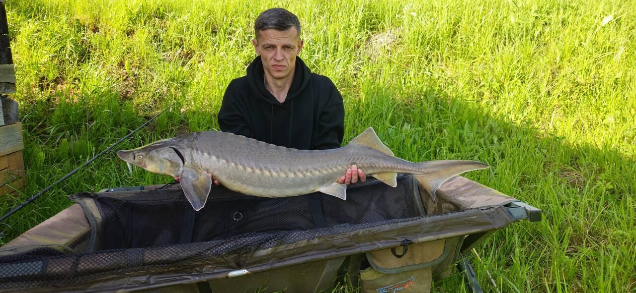 ���� 53457391 ������� ����, 34 ����, ���� ���������� � ���������