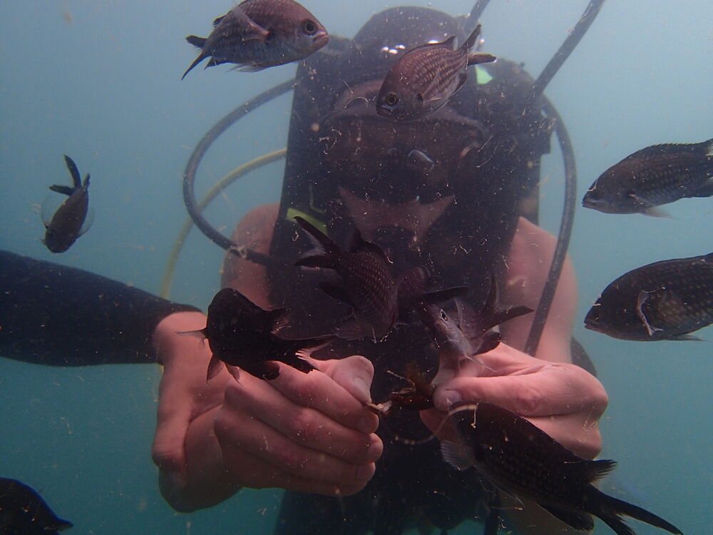 ���������� ����������, ���� ������� Denchik, 43 ����, ������������ ��� ������, ����� � ���������, c�������� ���������