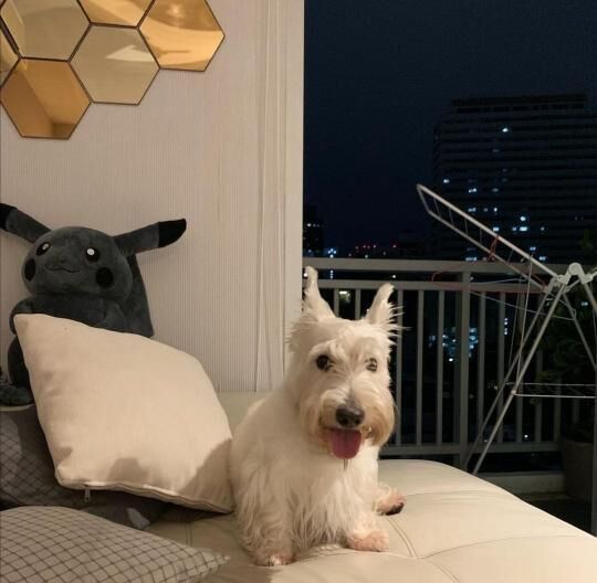 ���������� ����, ���� ������� Hyun Wang, 41 ���, ������������ ��� ����� � ���������, c�������� ���������