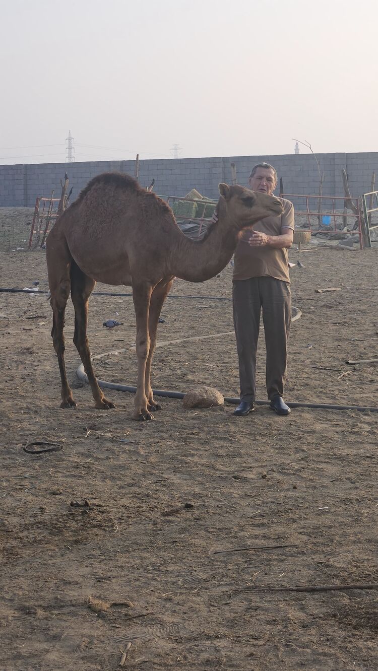 ���� 55692721 ������� ������, 57 ���, ���� ���������� � ������