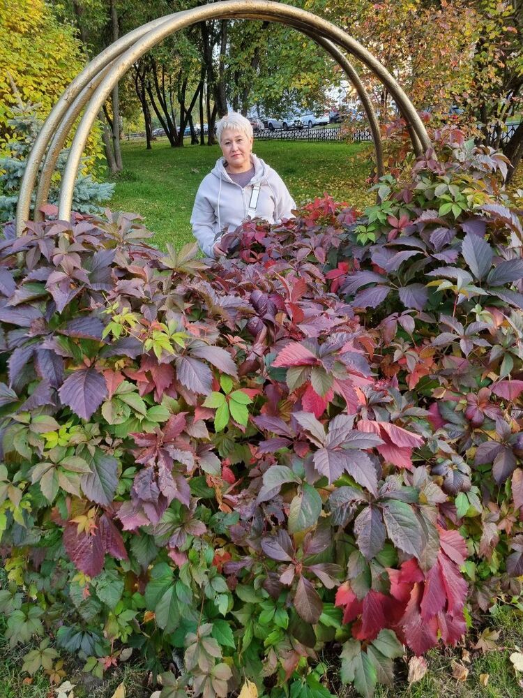 ���������� �����, ���� ������� ���, 52 ����, ������������ ��� ����� � ���������, c�������� ���������