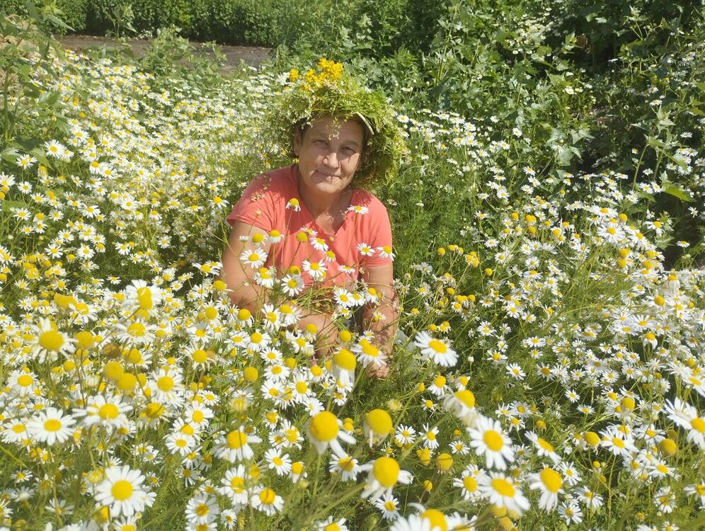 ���� 50213381 ������� ������, 60 ���, ���� ���������� � �����