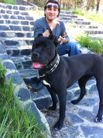  ,   Temo, 42 ,   ,   , c 