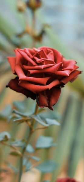  Az Zaqaziq,   Xxxx, 40 ,   ,   