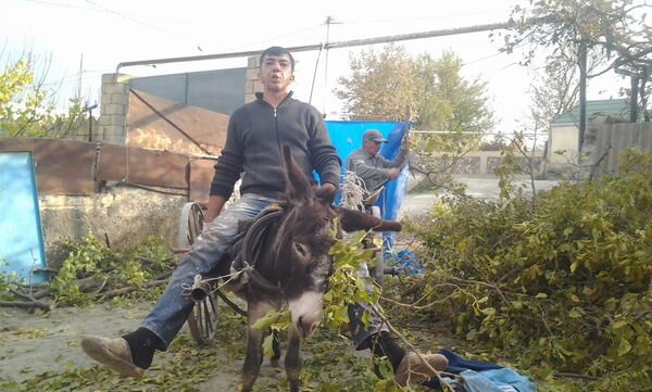  ,   Samir, 50 ,   ,   , c 
