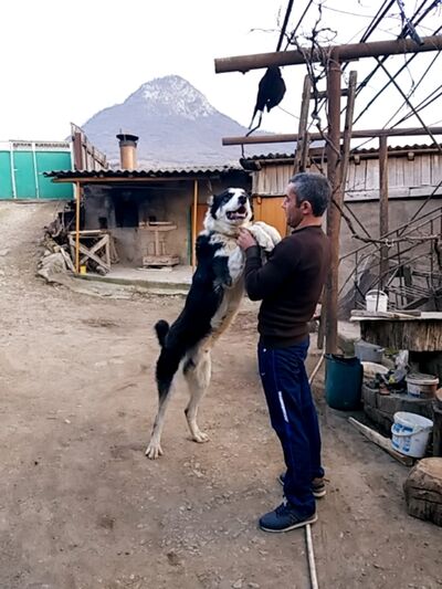   ,   Hrach, 41 ,   ,   