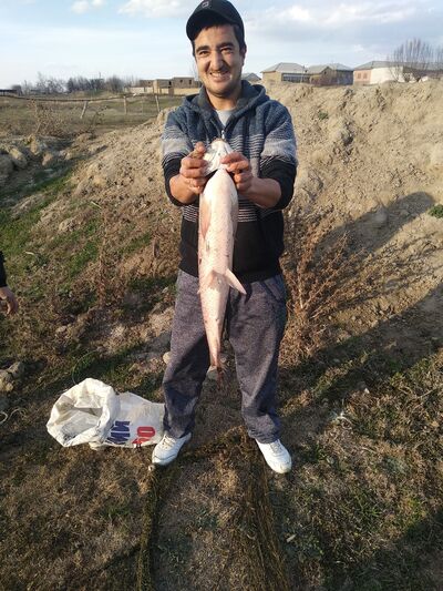  ,   Davlatbek, 37 ,   ,   , c 