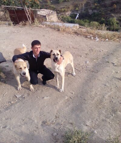  ,   Gevorg, 33 ,   ,   , c 