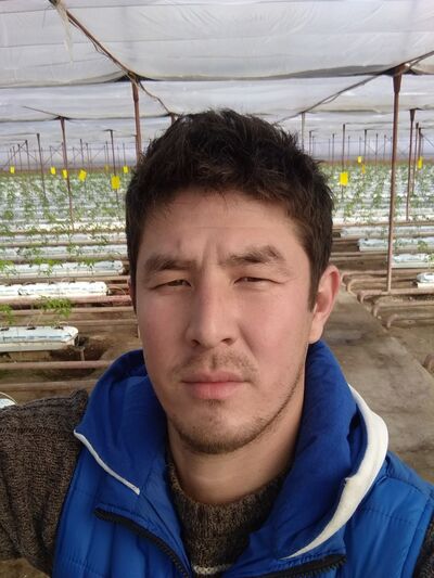  ,   Musa, 36 ,     , c , 