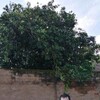  ,  Alik, 40