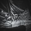   Hasan